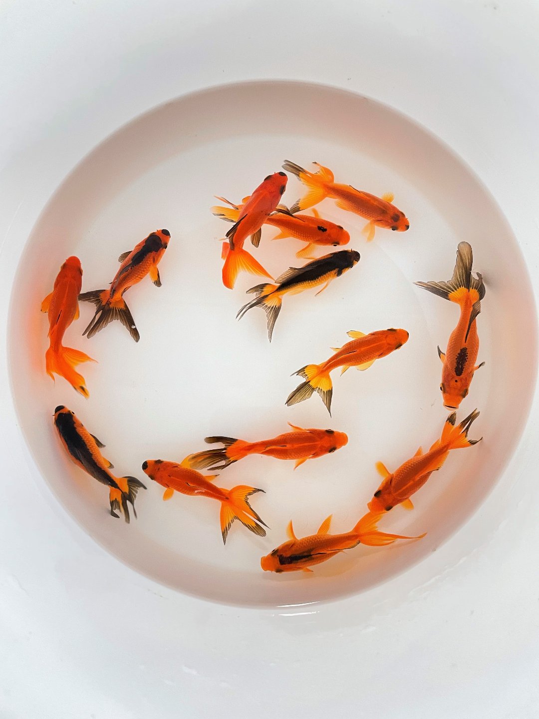 Toledo Goldfish Red and Black Fantail goldfish for aquariums