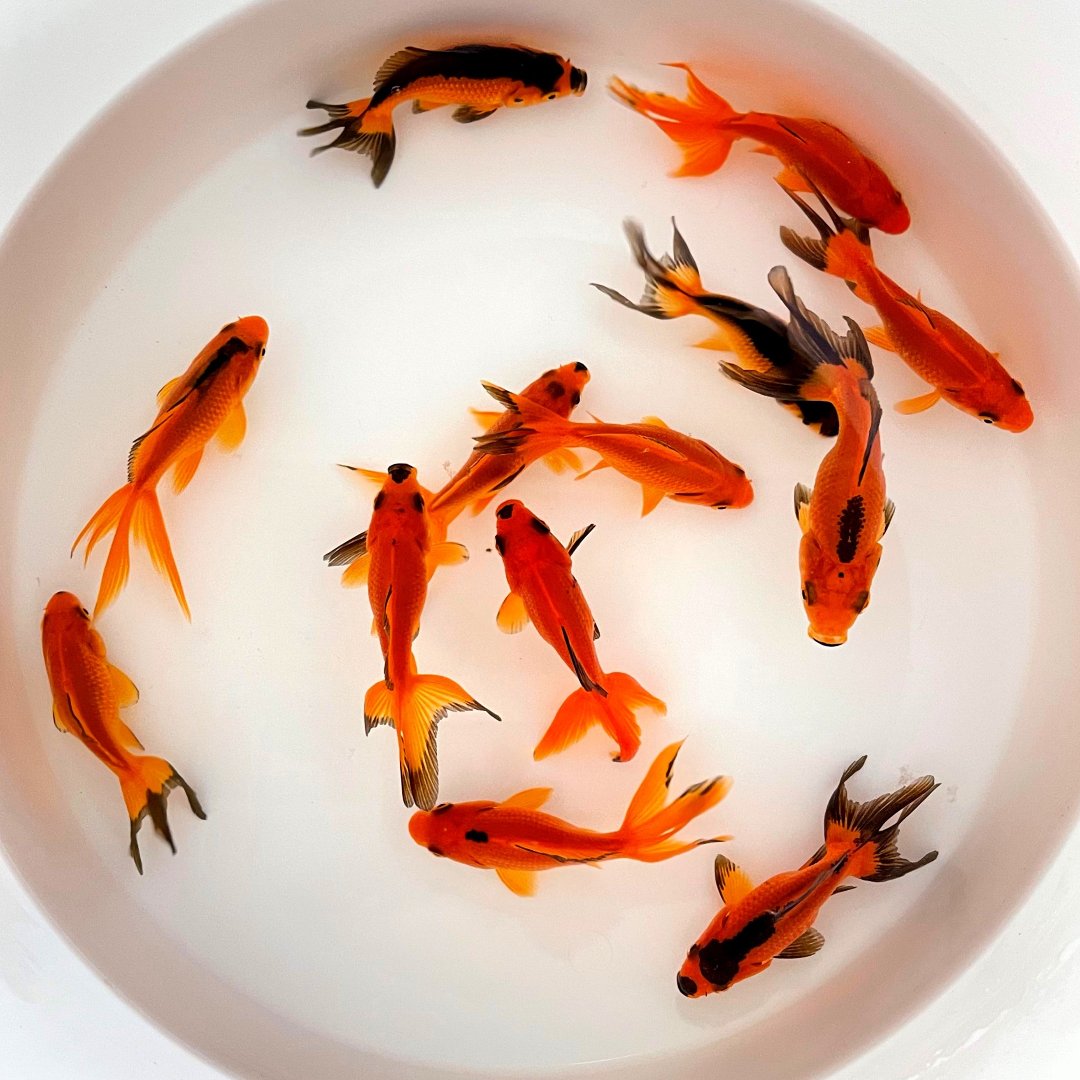 Toledo Goldfish Red and Black Fantail Goldfish for aquariums