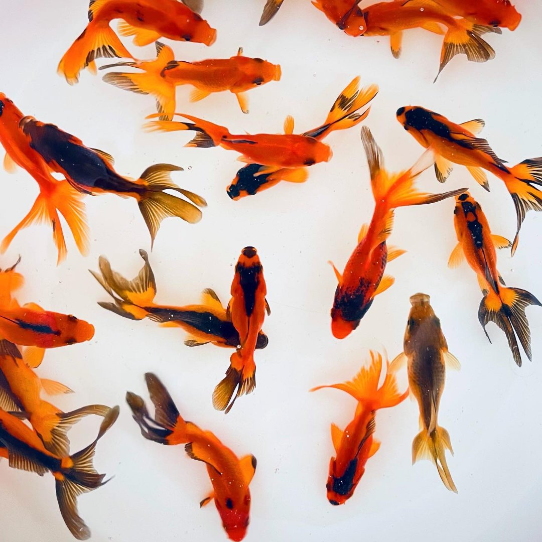 TOLEDO GOLDFISH | red and black fantail goldfish for aquariums