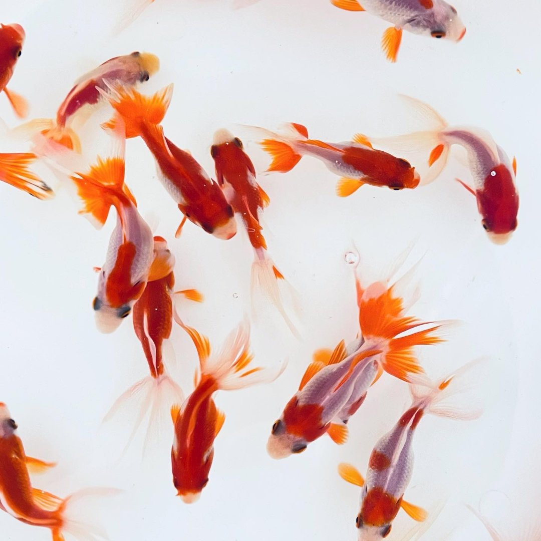 Toledo Goldfish | Red and White Fantails Sarasa fantail goldfish
