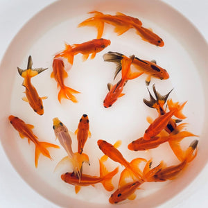 TOLEDO GOLDFISH | small red fantails for aquariums or ponds 