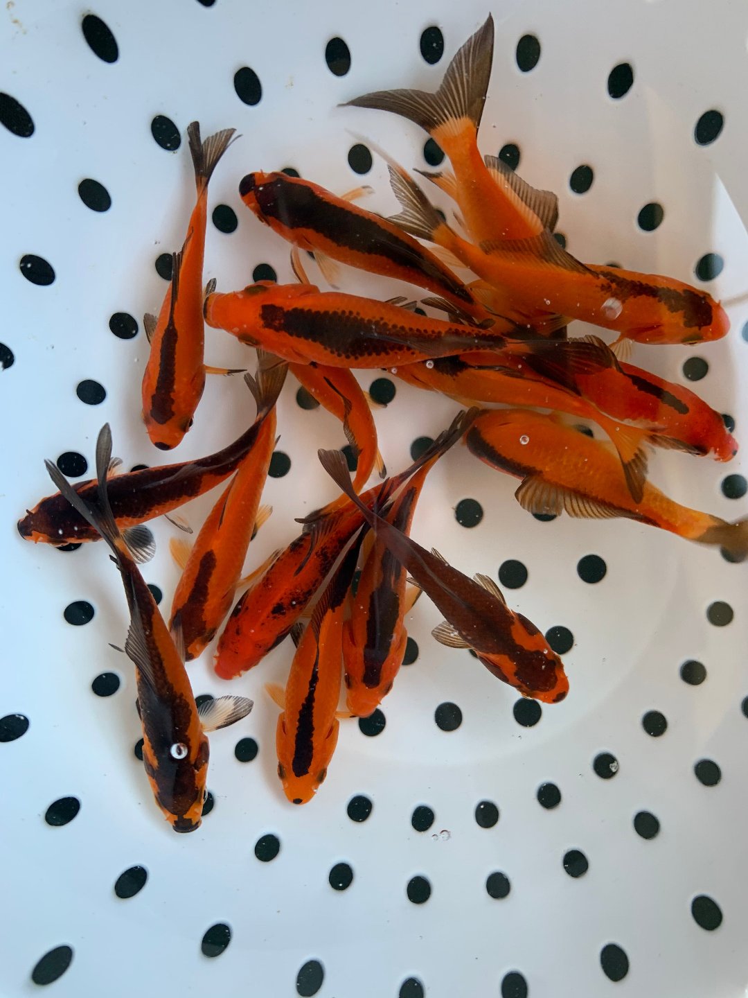  Toledo Goldfish red and black commons comet goldfish