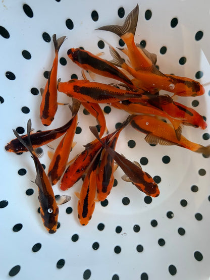  Toledo Goldfish red and black commons comet goldfish