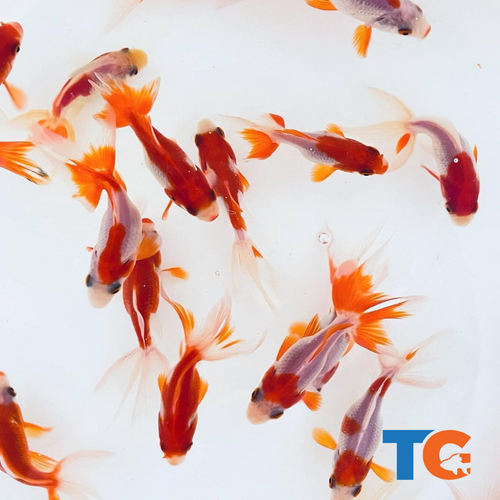 Toledo Goldfish | Red and White Fantails Sarasa fantail goldfish