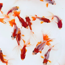 Load image into Gallery viewer, Toledo Goldfish | Red and White Fantails Sarasa fantail goldfish
