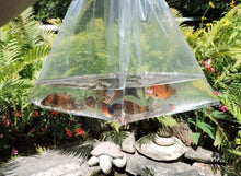 Load image into Gallery viewer, Toledo Goldfish | Shubunkin goldfish for ponds and aquariums
